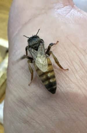 reine vierge à saint martin de bromes