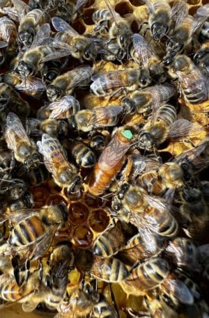 Reines Buckfast Fécondées